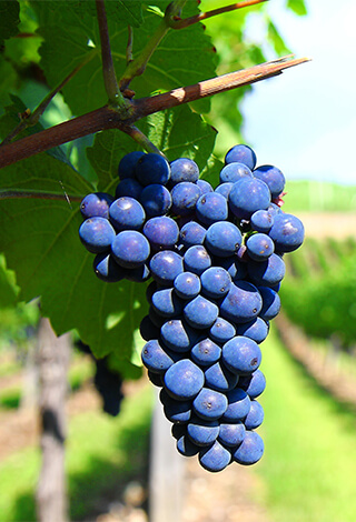 Uvas Vinho Tinto, Vinhos Regionais de Lisboa